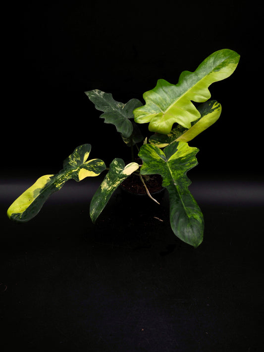 Philodendron Mayoi x Florida Beauty