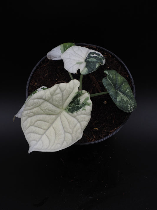 Alocasia Melo Albo