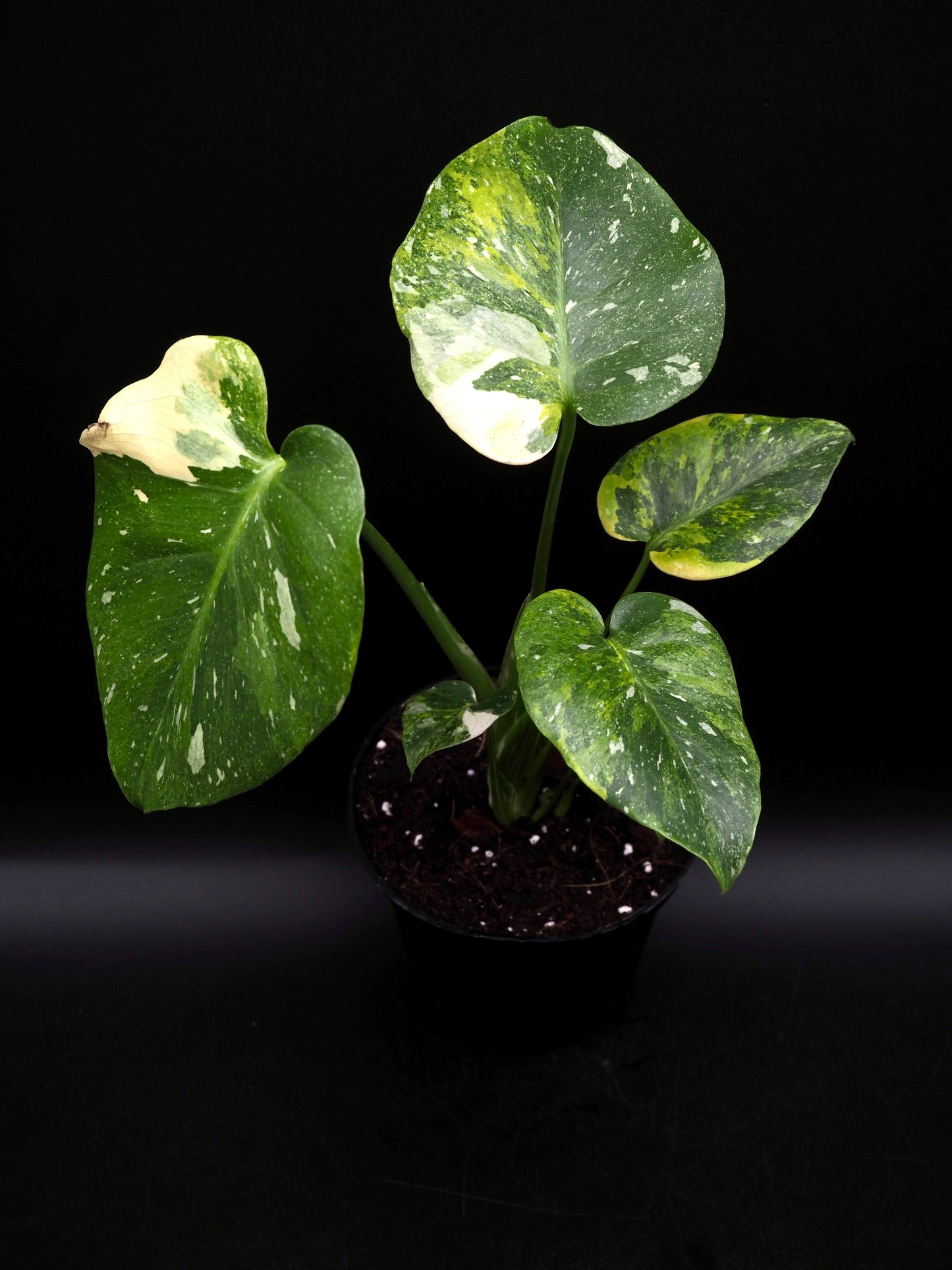 Monstera Thai Constellation Miracle Tricolor