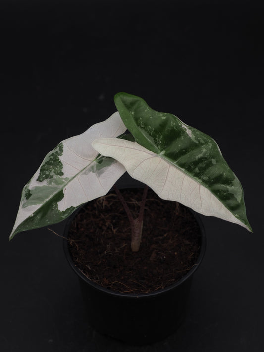 Alocasia Pseudo Sanderiana Pink