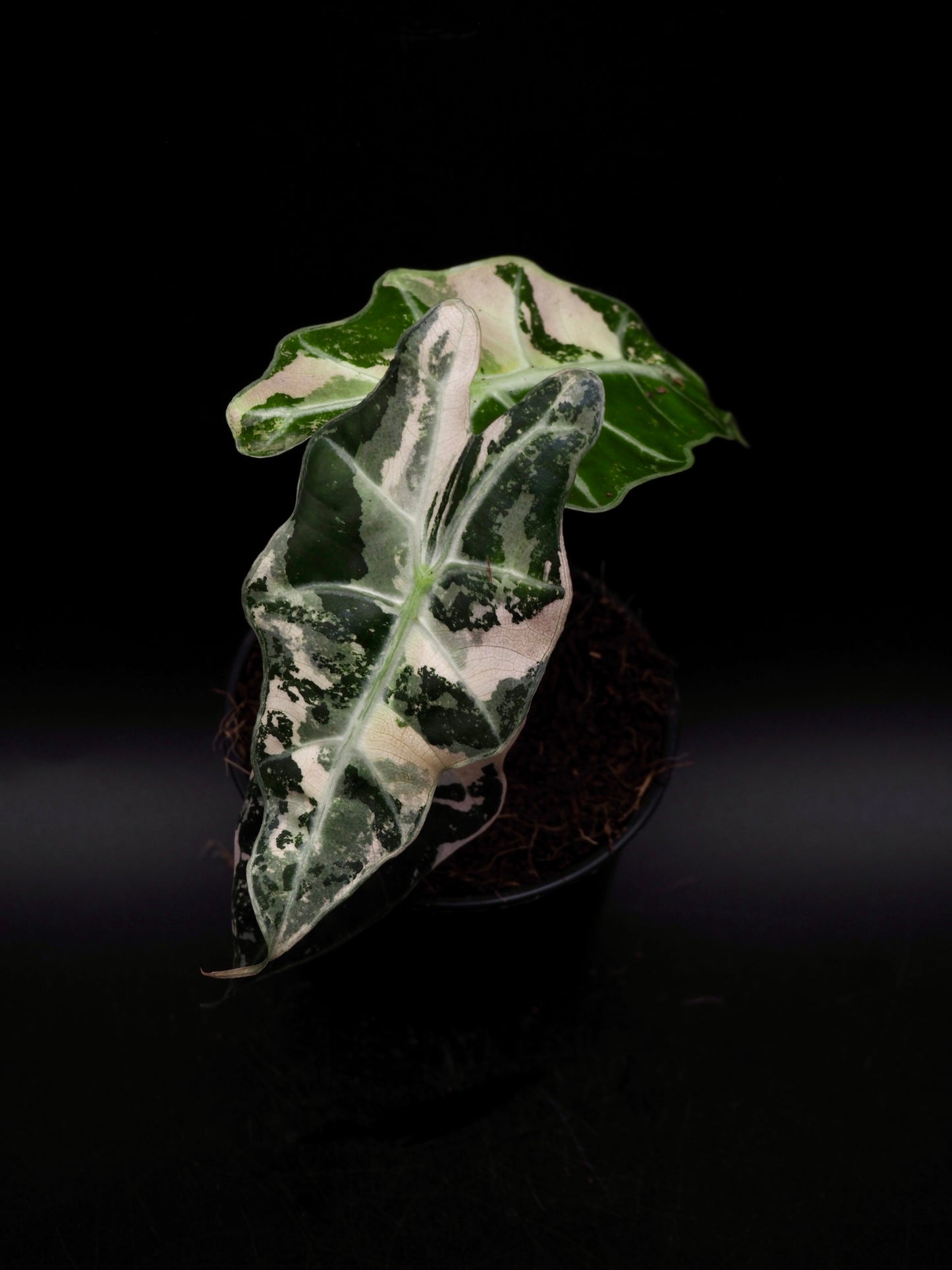 Alocasia Polly Rose Variegata