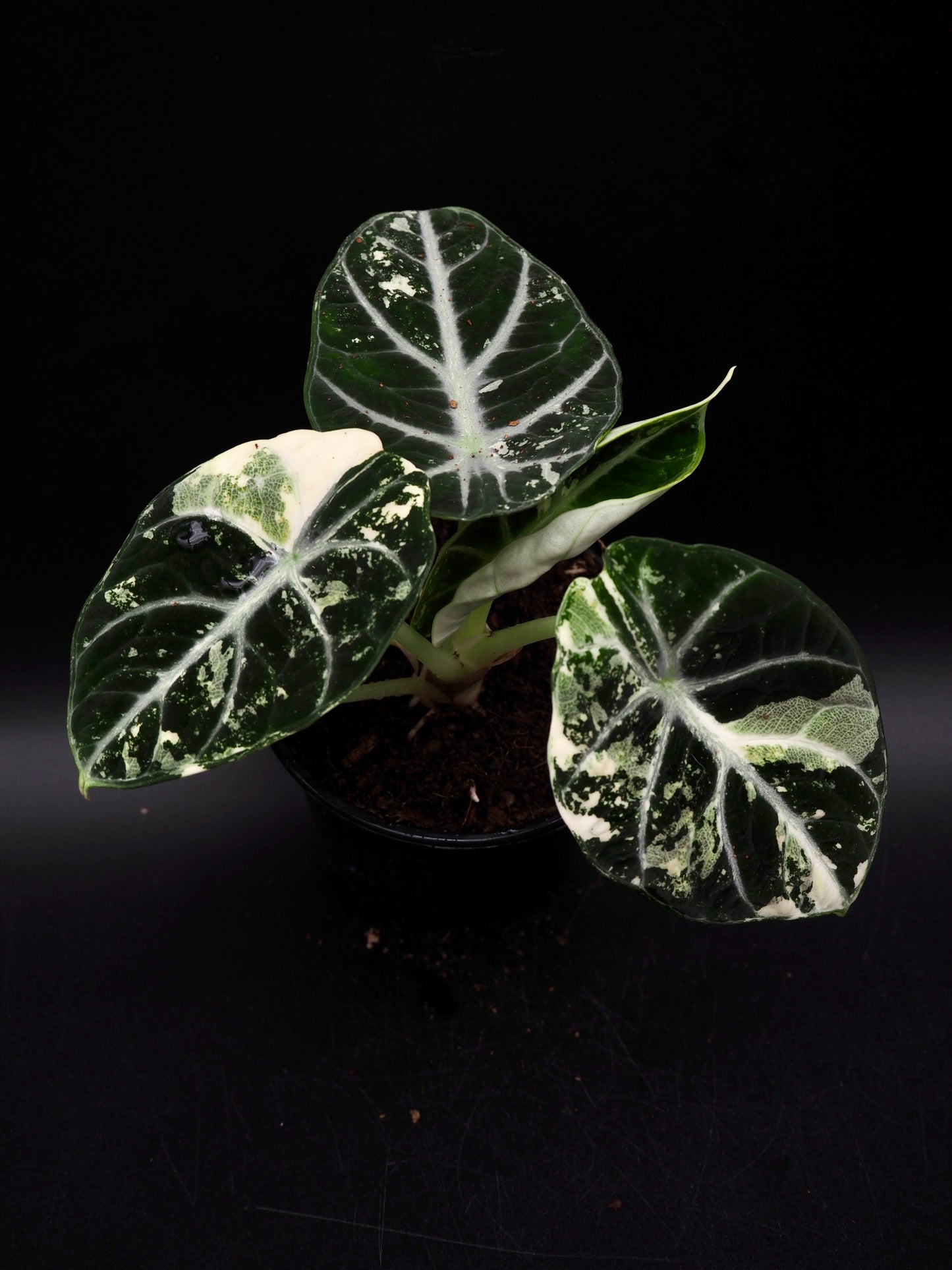 Alocasia Ninja Albo