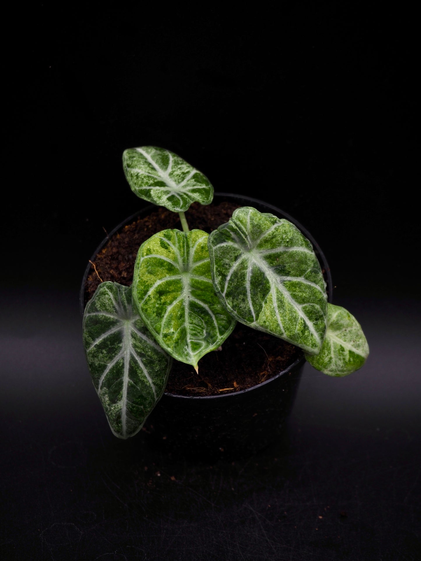 Alocasia Ninja Tricolor