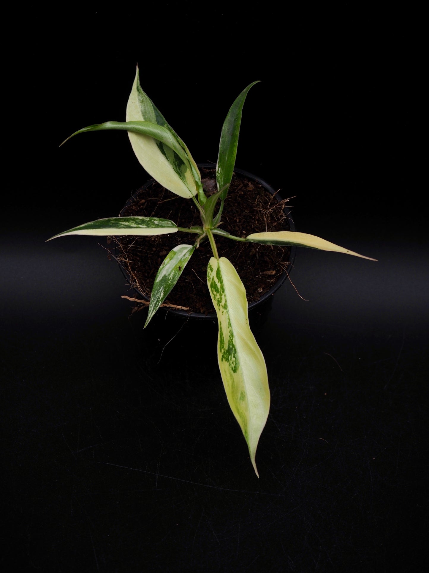 Philodendron Florida Beauty X Tortum