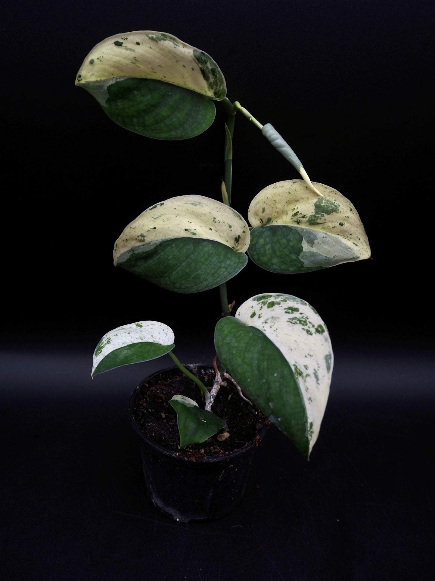 Scindapsus Jade Satin Marble