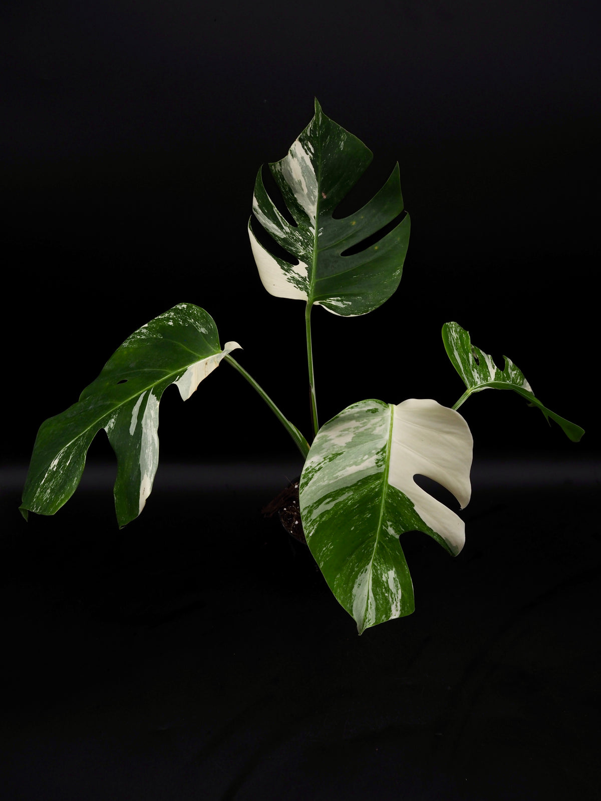 Monstera Borsigiana Albo Variegata