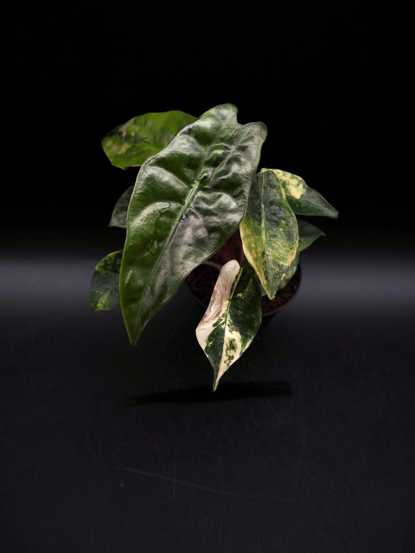 Alocasia Chantrieri Aurea Variegata