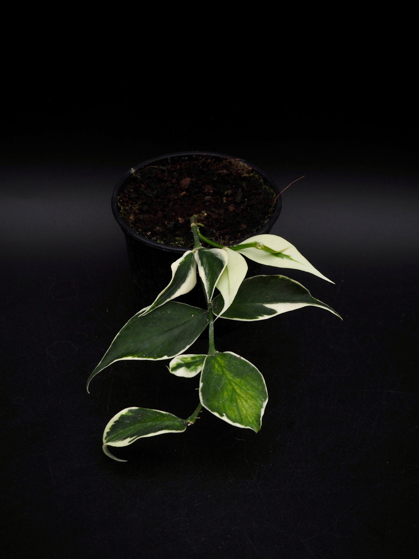 Hoya Polyneura Variegata