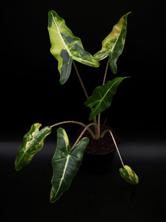 Alocasia Sarian Aurea