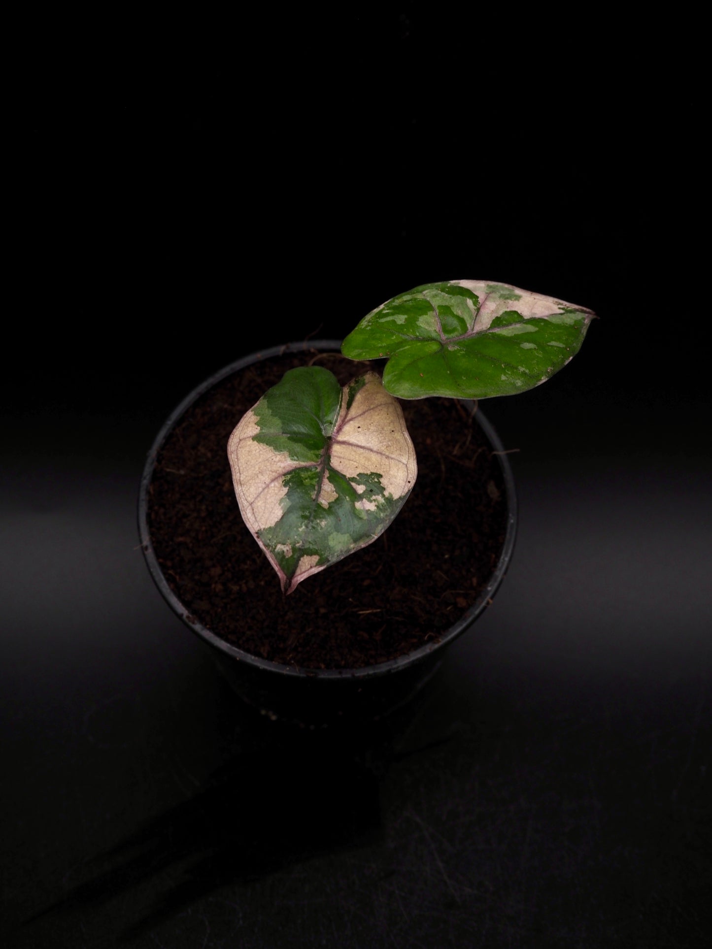 Alocasia Yucatan Princess Pink