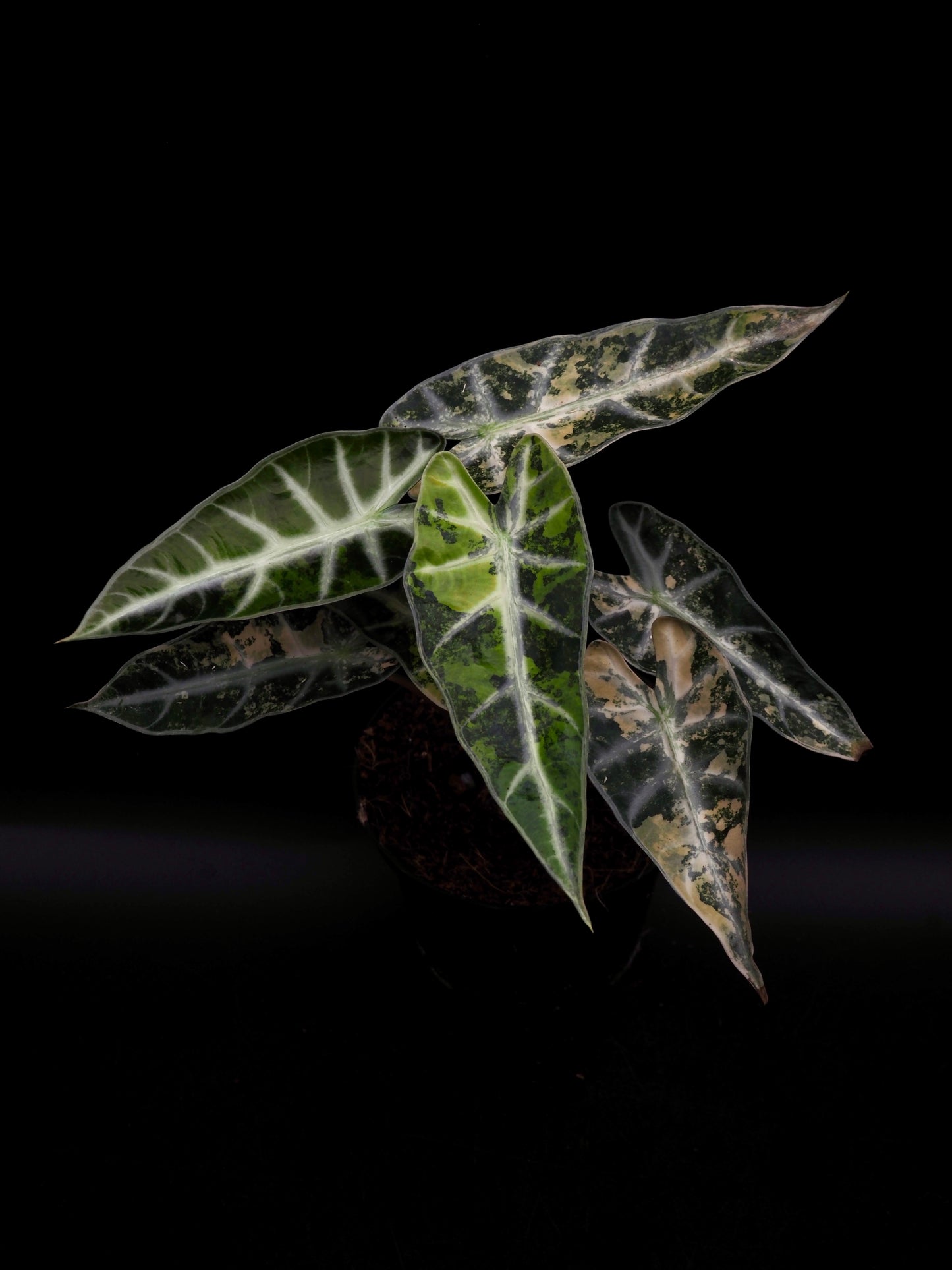 Alocasia Bambino Aurea XXL