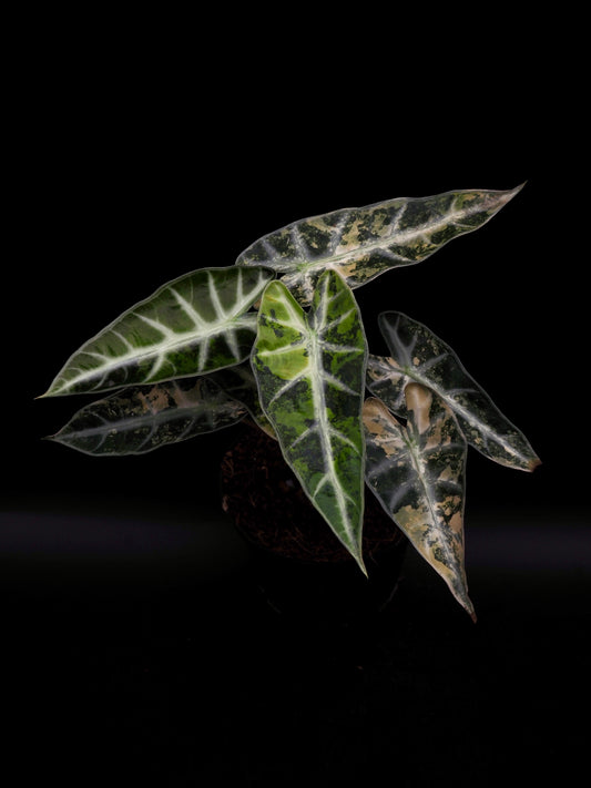 Alocasia Bambino Aurea XXL