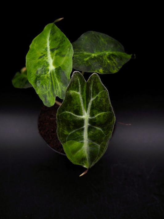 Alocasia Venom Aurea Variegata