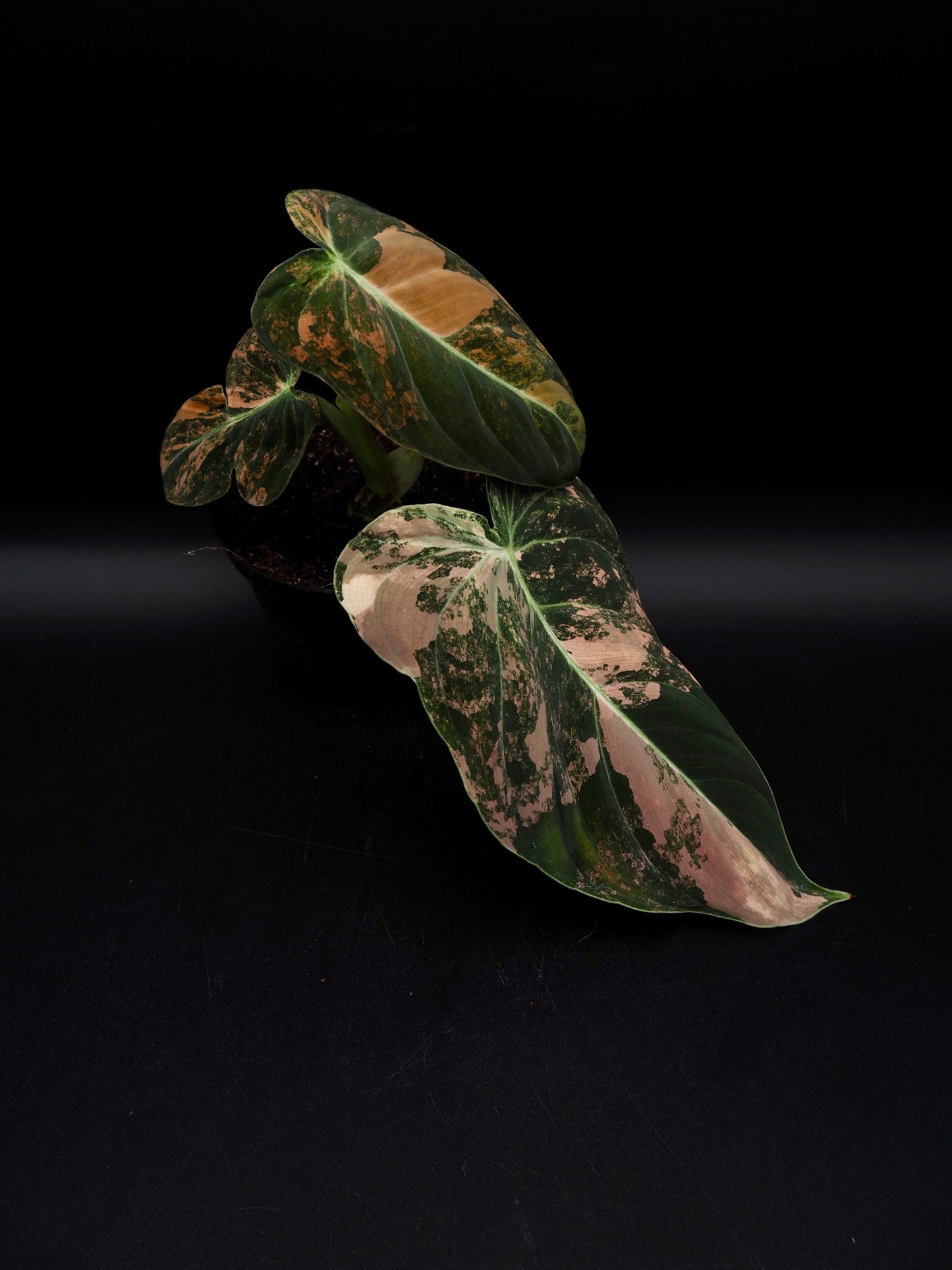 Philodendron Melanochrysum Bonfire