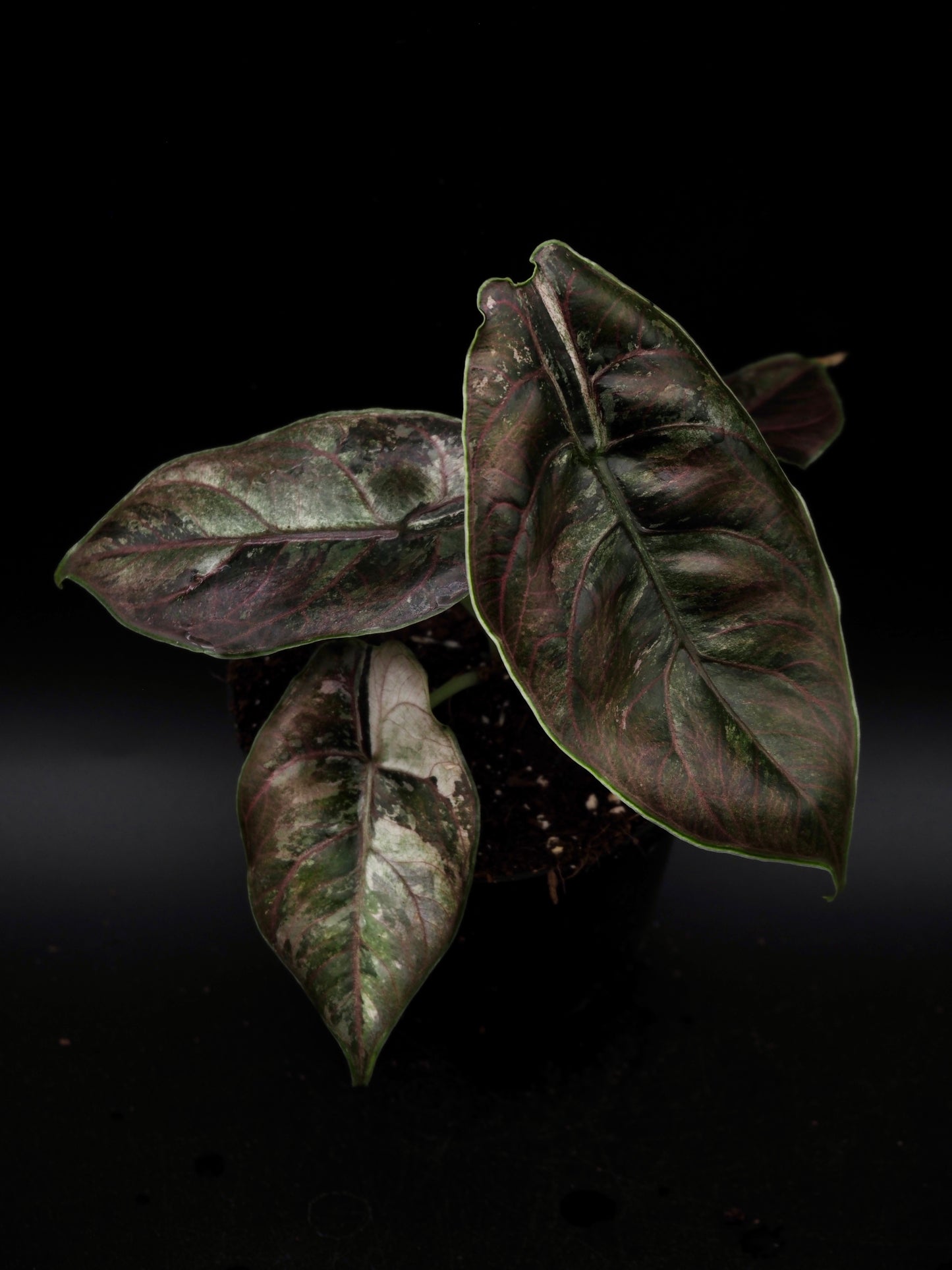 Alocasia Azlanii Pink