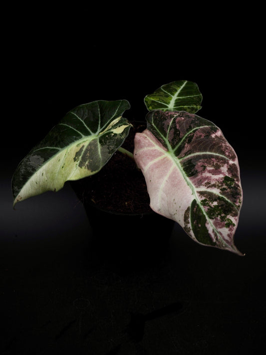 Alocasia Noir Velours Rose