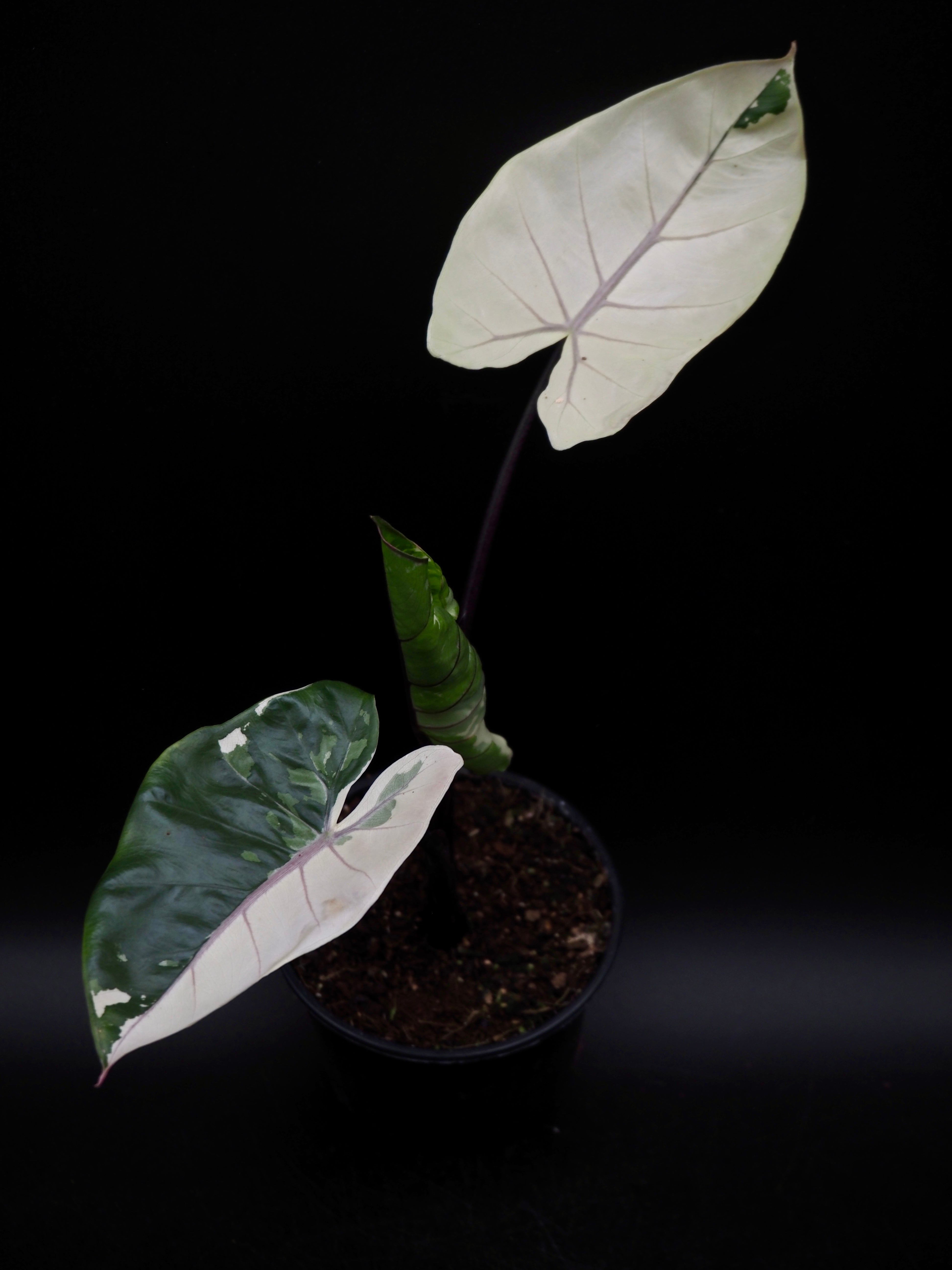 Alocasia Macrorrhiza Black Stem Variegata – Jolaplants