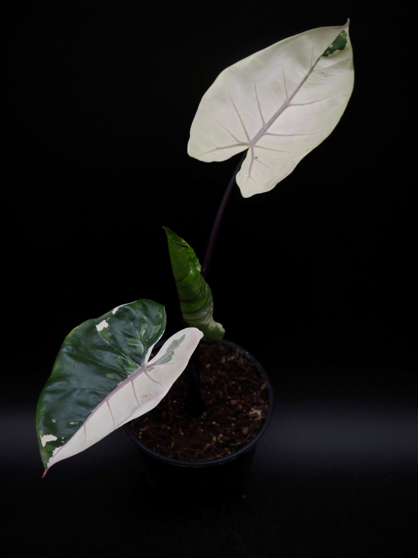 Alocasia Macrorrhiza Black Stem Variegata