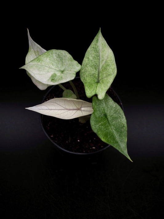 Alocasia Scalprum Mint