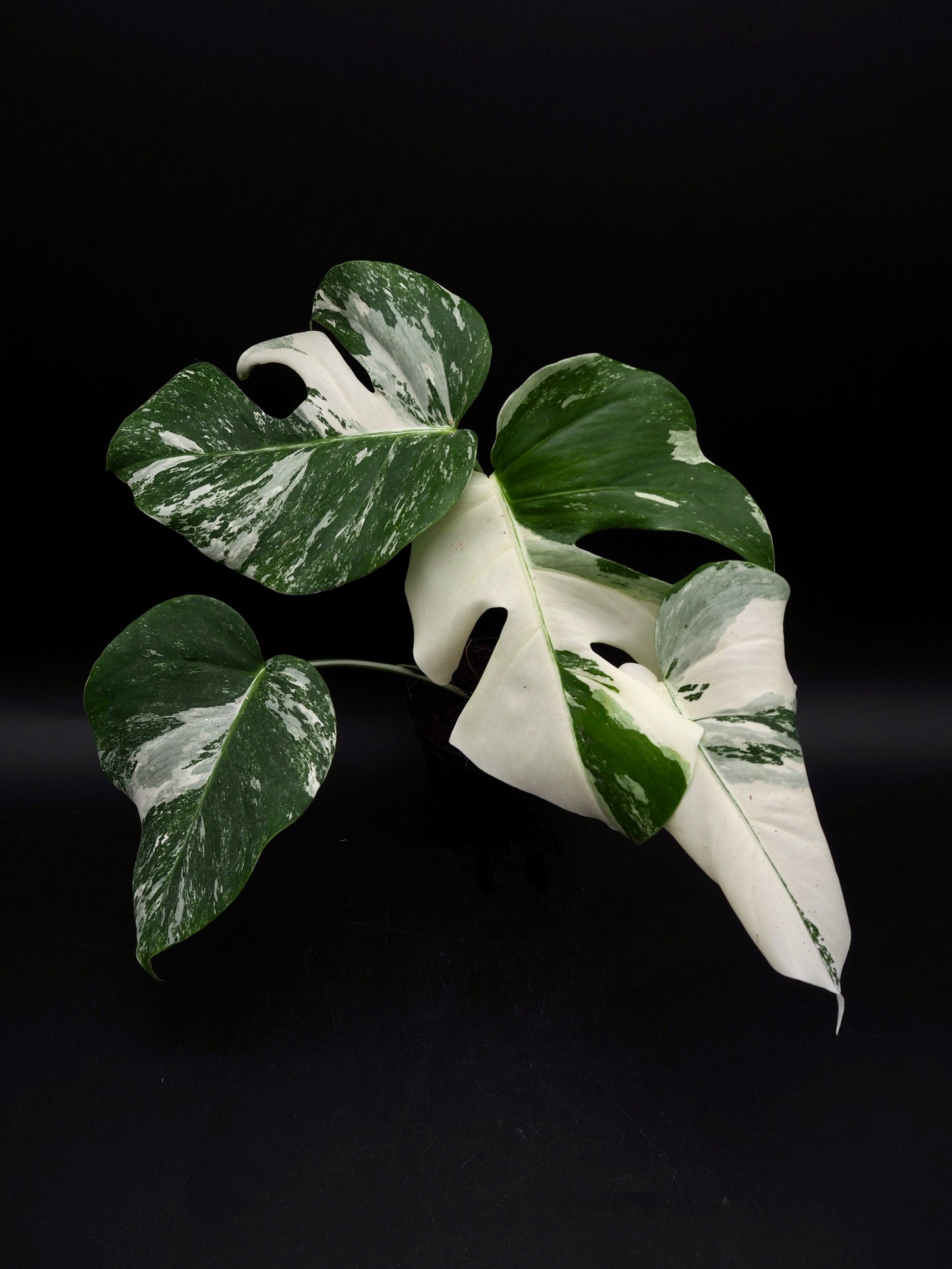 Monstera Borsigiana Albo Variegata