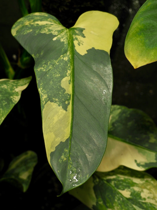 Épée d'argent Philodendron Variegata