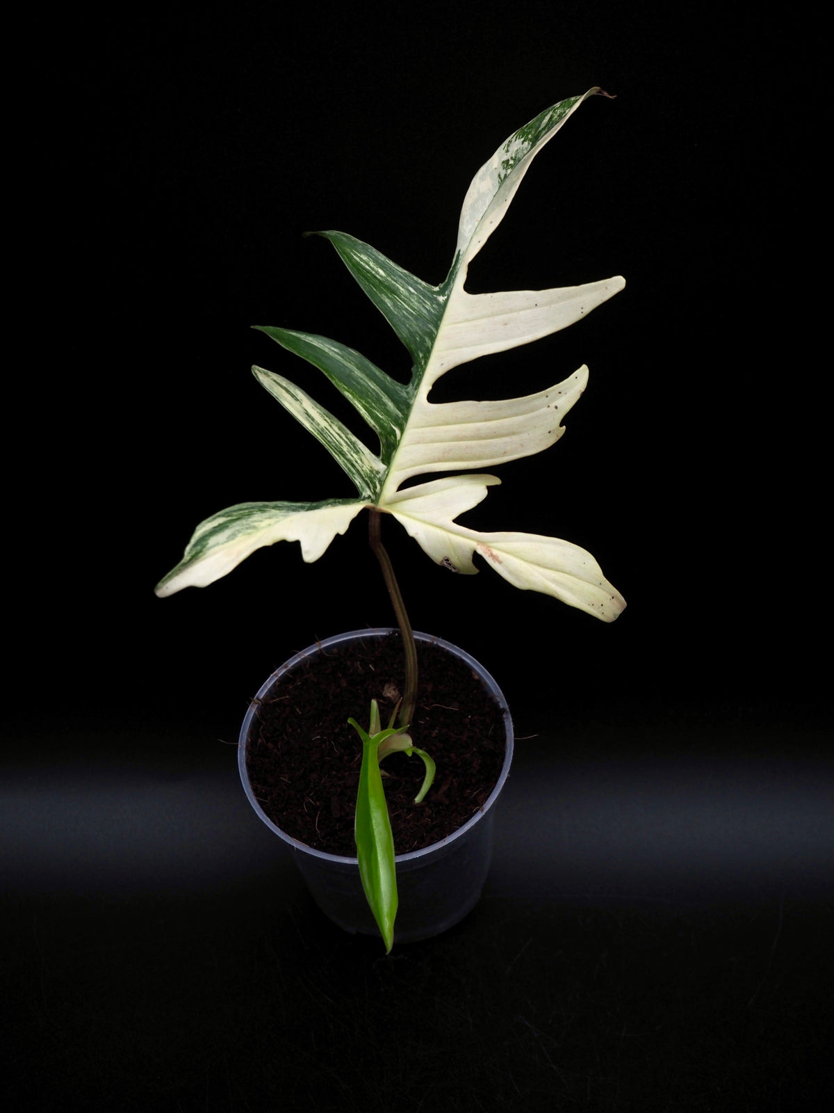 Philodendron Florida beauty x Polypodioides Variegata