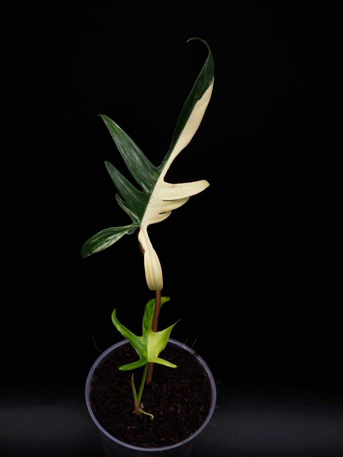 Philodendron Florida beauty x Polypodioides Variegata