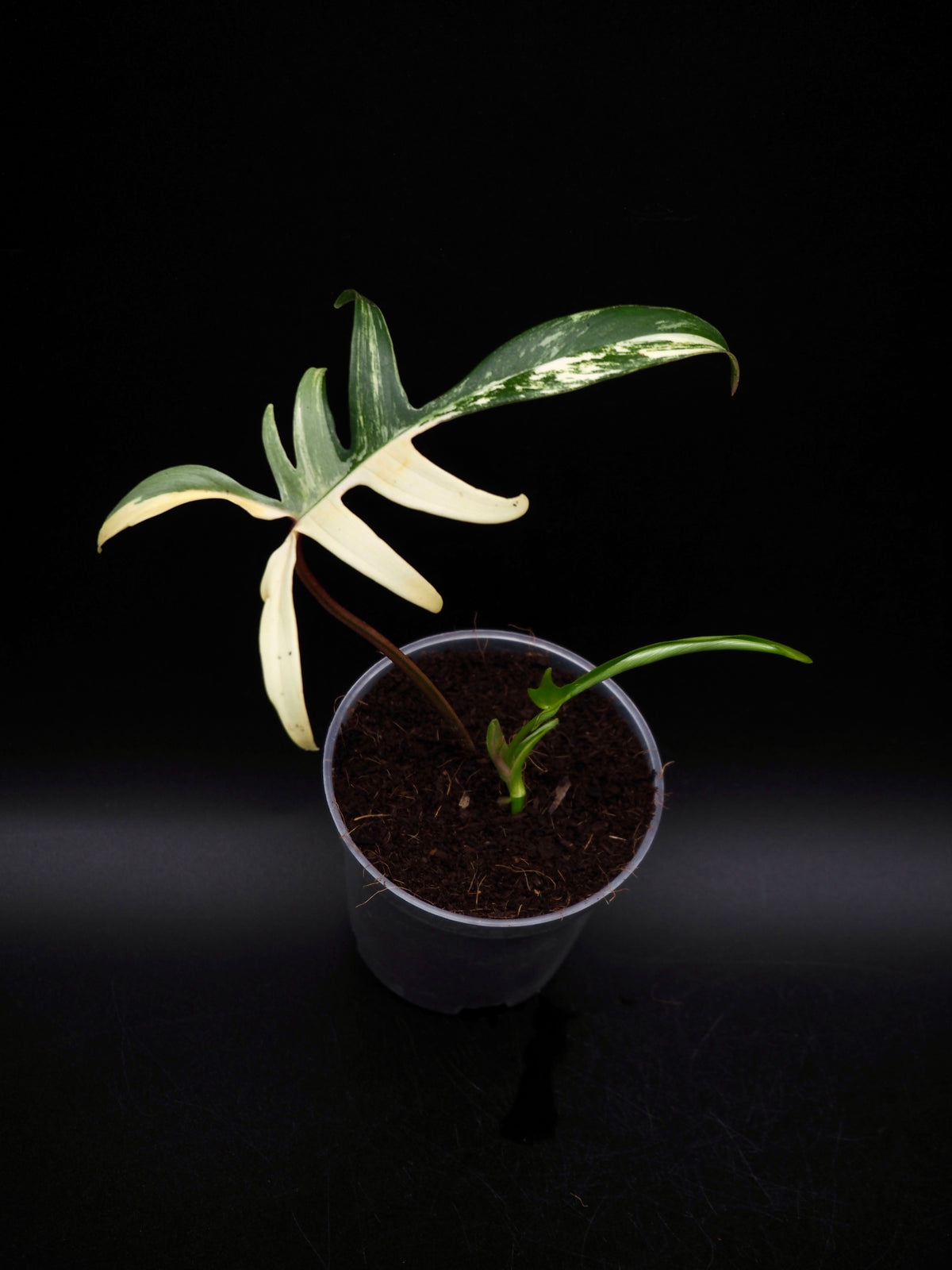 Philodendron Florida beauty x Polypodioides Variegata