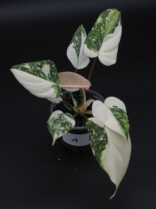 Philodendron Gloriosum Tricolore 