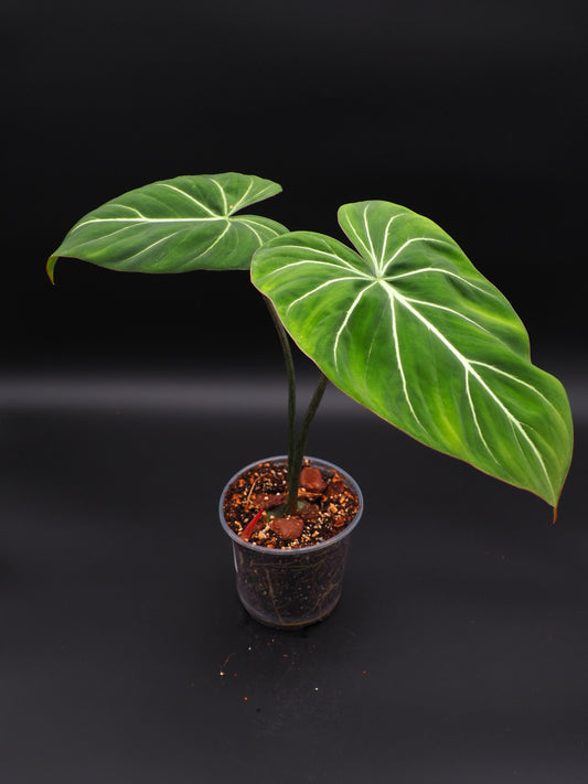 Philodendron Gloriosum