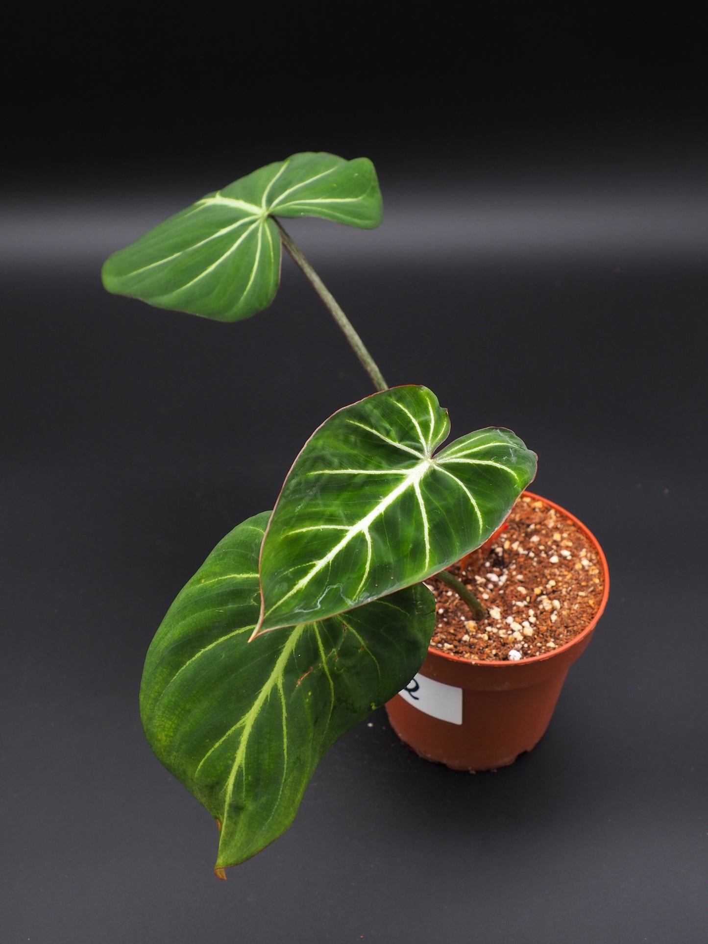Philodendron Gloriosum