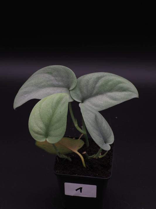 Scindapsus Platine