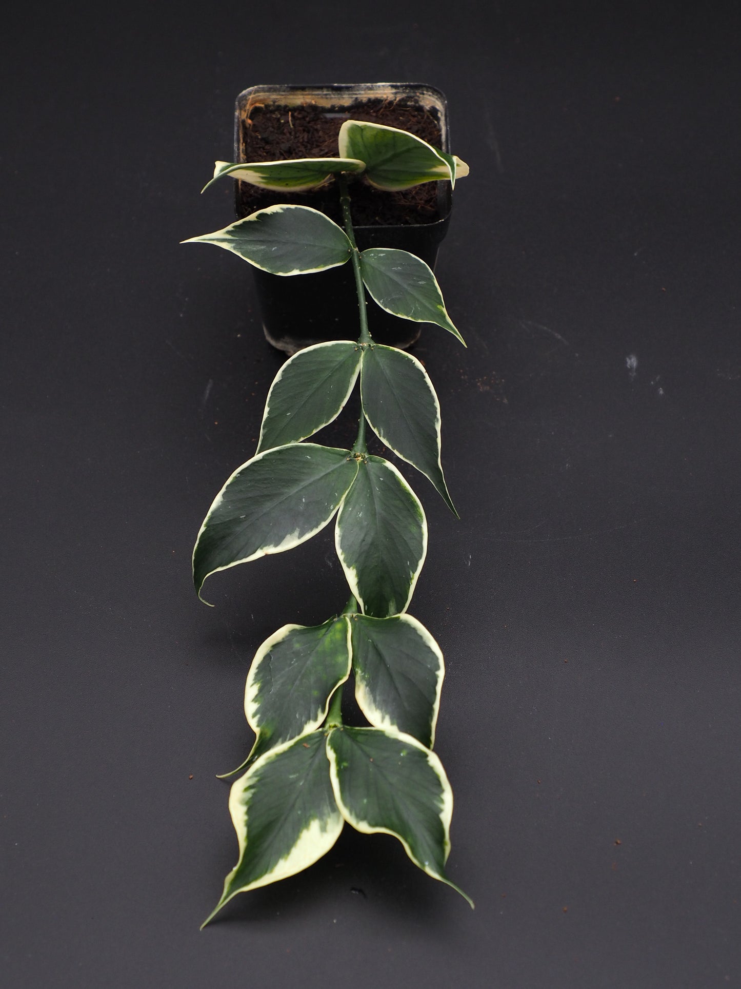 Hoya Polyneura Variegata