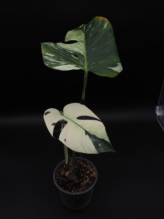 Monstera Deliciosa Jungle Mint