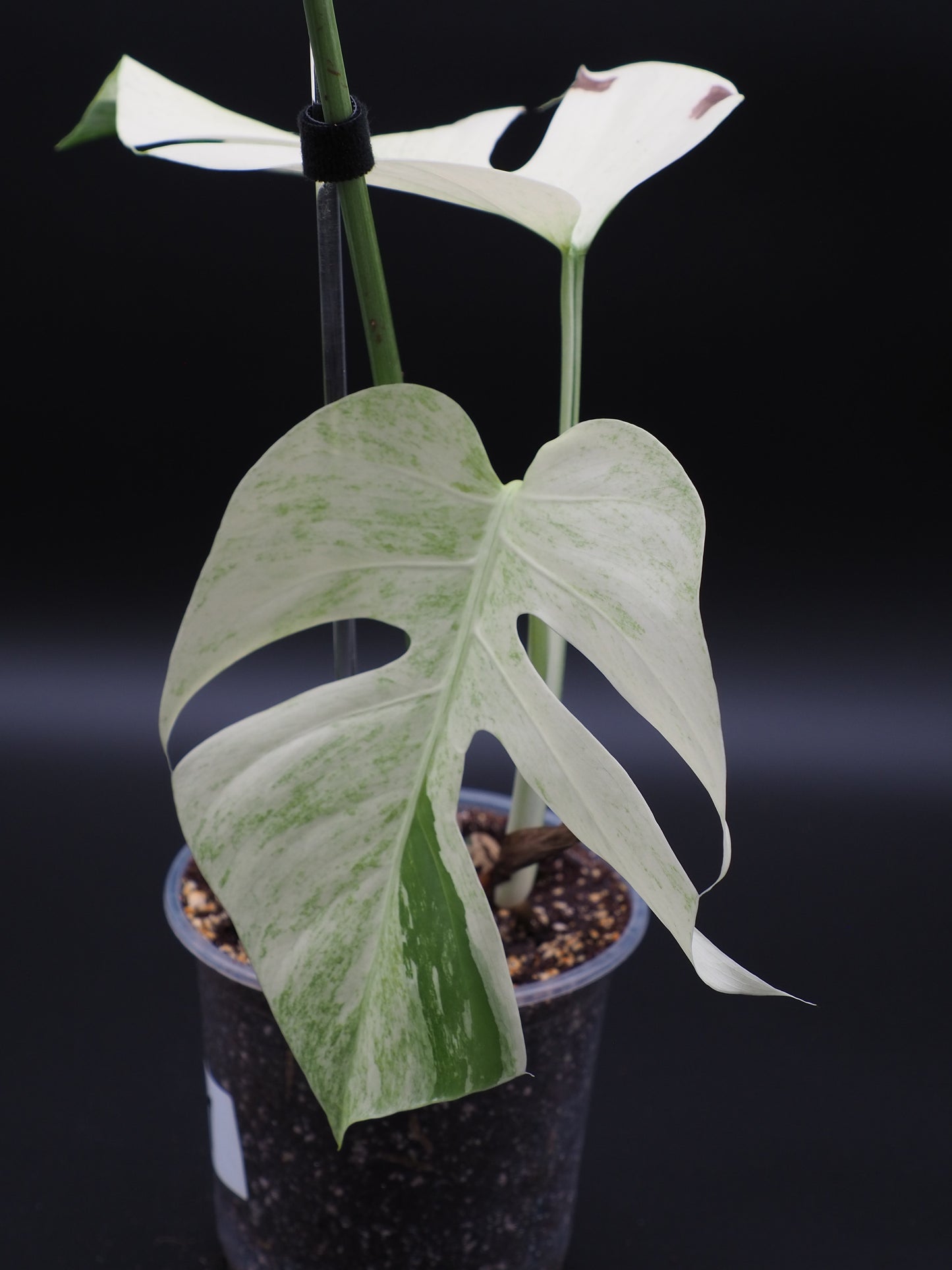 Monstera Deliciosa Jungle Mint