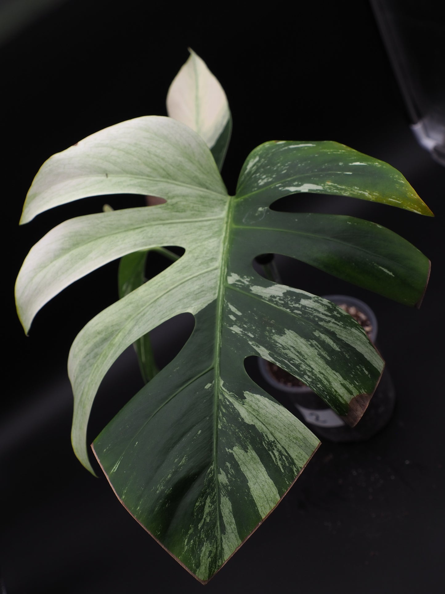 Monstera Deliciosa Jungle Mint