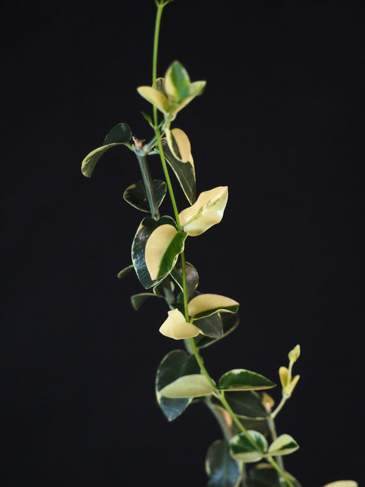 Hoya Cummingiana Variegata